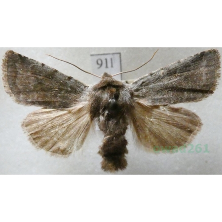 Cerastis rubricosa (Denis & Schiffermüller, 1775) Mara łupkówka Czech91l